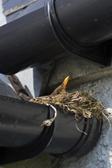 European Blackbird (Turdus merula) adult female, sitting on nest in croft guttering, South Uist, Outer Hebrides, Scotland