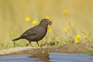 European Blackbird (Turdus merula) adult female, collecting nesting material at edge of pool, Spain, may