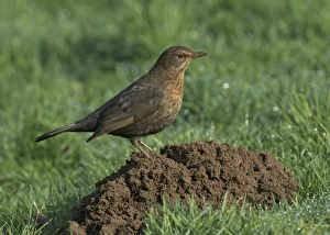 European Blackbird (Turdus merula) adult female, foraging on molehill, Mersehead RSPB Reserve, Dumfries and Galloway