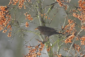 European Blackbird (Turdus merula) adult female, feeding on Sea Buckthorn (Hippophae rhamnoides) berries