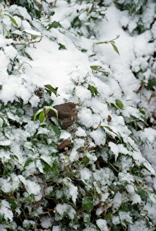 European Blackbird (Turdus merula) adult female, perched amongst snow covered Common Ivy (Hedera helix) leaves