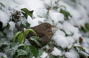 European Blackbird (Turdus merula) adult female, perched amongst snow covered Common Ivy (Hedera helix) leaves