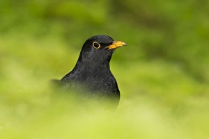 European Blackbird (Turdus merula) adult male, standing amongst moss, Suffolk, England, January