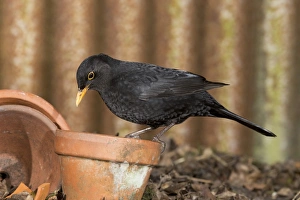 European Blackbird (Turdus merula) adult male, perched on flowerpot, Suffolk, England, February