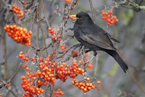 European Blackbird (Turdus merula) adult male, feeding on rowan berries, Midlands, England, december