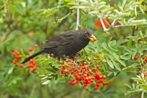 European Blackbird (Turdus merula) adult male, feeding on rowan berries in garden, Warwickshire, England, july