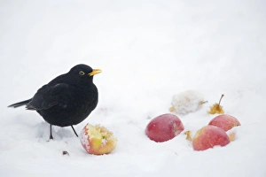 Black Bird Prints: European Blackbird (Turdus merula) adult male