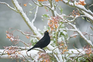 European Blackbird (Turdus merula) adult male, feeding on berries, perched on snow covered rowan tree in garden, Essex, England, december