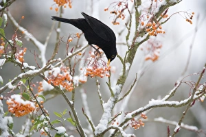 European Blackbird (Turdus merula) adult male, feeding on berries, perched on snow covered rowan tree in garden, Essex, England, december