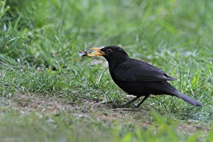 European Blackbird (Turdus merula) adult male, feeding on Broad-bodied Chaser (Libellula depressa) prey, tossing up to adjust position in beak, standing on lawn near garden pond, Bentley, Suffolk, England, may