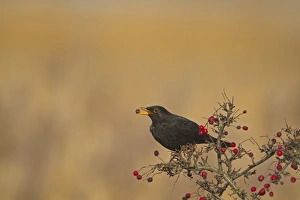 European Blackbird (Turdus merula) adult male, feeding on hawthorn berries, Norfolk, England, january