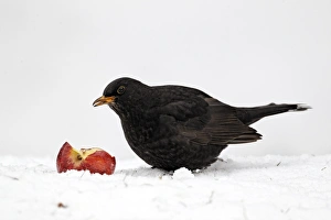 European Blackbird (Turdus merula) adult male, feeding on apple in snow, West Midlands, England, december