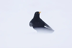 European Blackbird (Turdus merula) adult male, standing in heavy snow, Yorkshire, England, january