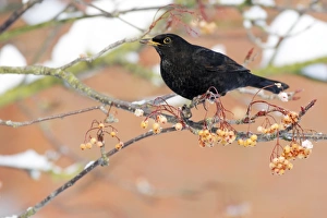 European Blackbird (Turdus merula) adult male, feeding on rowan berries in snow, West Midlands, England, december