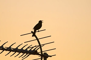 European Blackbird (Turdus merula) adult male, singing, perched on televison aerial, silhouetted in town centre at dawn, Holt, Norfolk, England, may