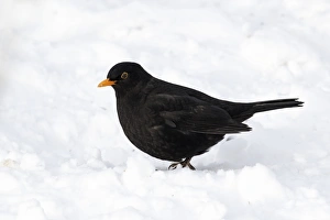 European Blackbird (Turdus merula) adult male, standing in snow, West Midlands, England, december