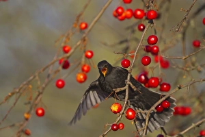 European Blackbird (Turdus merula) adult male, feeding on crabapple fruit, Norfolk, England, january