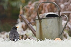 European Blackbird (Turdus merula) adult male, standing on frost covered garden lawn near watering can at dawn, Kent, England, december