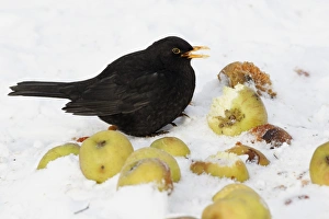 European Blackbird (Turdus merula) adult male, feeding on apples in snow, West Midlands, England, december