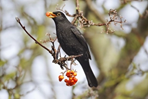 European Blackbird (Turdus merula) adult male, feeding on rowan berries, Midlands, England, december