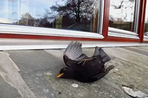 Black Bird Prints: European Blackbird (Turdus merula) dead adult male