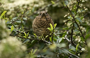 Thrush Prints: European Blackbird (Turdus merula) fledgling, perched in bush, Merseyside, England, May