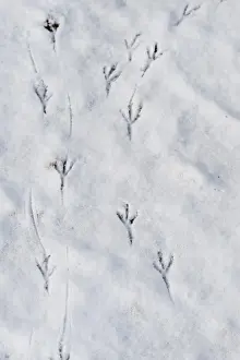 European Blackbird (Turdus merula) footprints on snow in garden, Norfolk, England, january