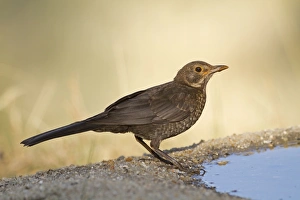 Black Bird Prints: European Blackbird (Turdus merula) immature, drinking at pool, Northern Spain, july