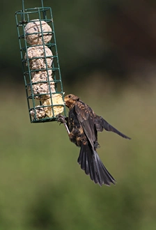 Black Bird Prints: European Blackbird (Turdus merula) immature male