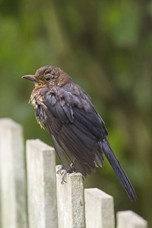 European Blackbird (Turdus merula) juvenile, perched on garden fence, Berwickshire, Scottish Borders, Scotland, August