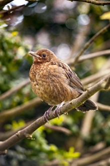 European Blackbird (Turdus merula) juvenile, newly fledged, waiting to be fed, perched on twig in garden, Thirsk