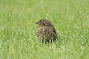 European Blackbird (Turdus merula) juvenile, standing on garden lawn, North Yorkshire, England, june