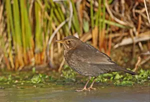 Thrush Prints: European Blackbird (Turdus merula merula) adult female