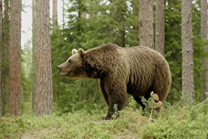 Bear Prints: European Brown Bear (Ursus arctos) adult, in coniferous forest, Finland
