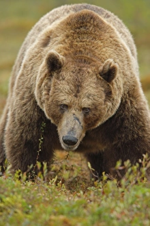 Bear Prints: European Brown Bear (Ursus arctos arctos) adult