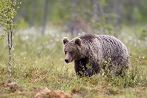 European Brown Bear (Ursus arctos arctos) adult, walking in boreal bog, Northeast Finland