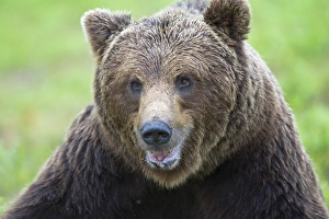 European Brown Bear (Ursus arctos arctos) adult, close-up of head, in boreal bog, Northeast Finland