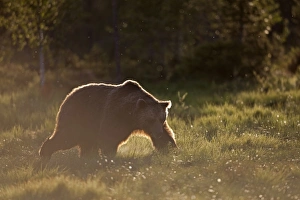 European Brown Bear (Ursus arctos arctos) adult, backlit, walking at edge of coniferous forest in late evening