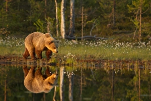 European Brown Bear (Ursus arctos arctos) adult, walking beside pool with reflection in evening sunlight, Finland, june