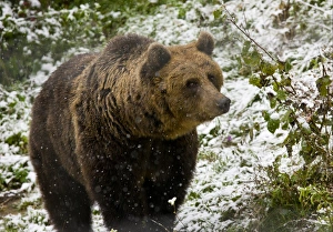 European Brown Bear (Ursus arctos arctos) adult, standing in falling snow, Brown Bear sanctuary, Zarnesti