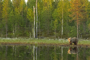 European Brown Bear (Ursus arctos arctos) adult, standing beside pool with reflection in evening sunlight, Finland, june