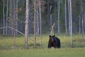 European Brown Bear (Ursus arctos arctos) adult, standing at edge of coniferous forest habitat at dusk, Finland, july