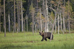 European Brown Bear (Ursus arctos arctos) adult, walking at edge of coniferous forest habitat, Finland, july