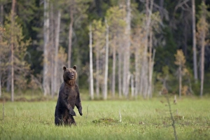 European Brown Bear (Ursus arctos arctos) adult, standing on hind legs at edge of forest habitat, Finland, july