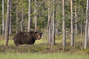 European Brown Bear (Ursus arctos arctos) adult, standing in coniferous forest habitat, Finland, july