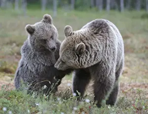 Bear Prints: European Brown Bear (Ursus arctos arctos) adult female