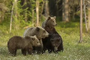 European Brown Bear (Ursus arctos arctos) adult female and three cubs, standing in boreal forest, Finland, June