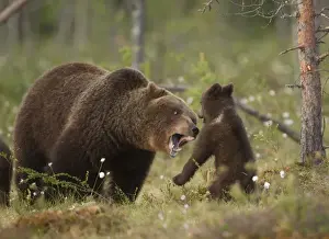 European Brown Bear (Ursus arctos arctos) adult female with young cub, playfighting, Finland, june
