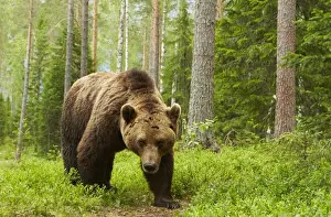 European Brown Bear (Ursus arctos arctos) adult male, standing in boreal forest habitat, Finland, June