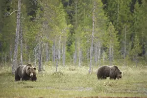 European Brown Bear (Ursus arctos arctos) adult pair, standing at edge of bog in boreal forest habitat, Finland